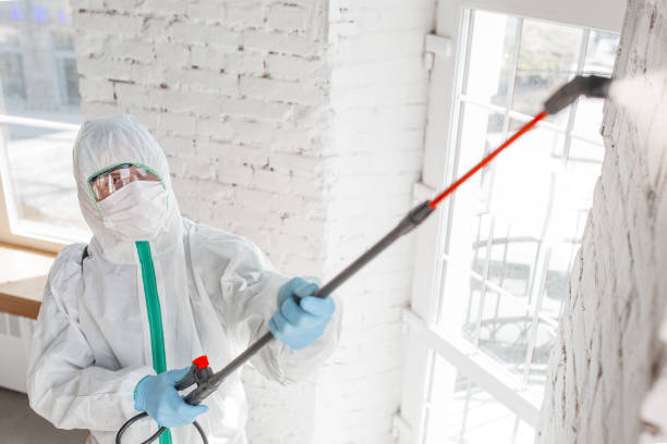 Best Basement Mold Removal  in Flowing Wells, AZ