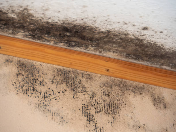 Best Post-Remediation Verification Testing  in Flowing Wells, AZ