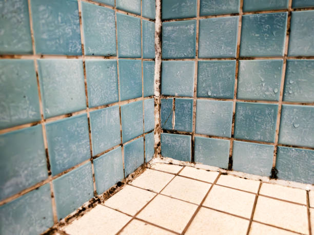 Best Water Damage & Mold Remediation  in Flowing Wells, AZ