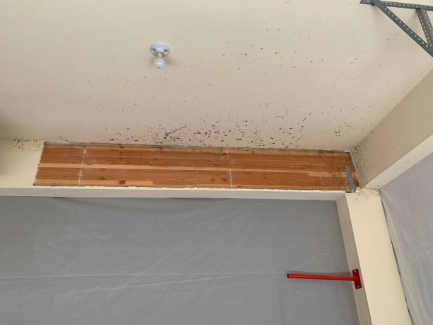 Trusted Flowing Wells, AZ Mold Removal Experts