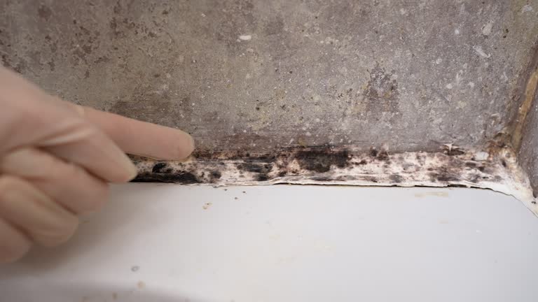  Flowing Wells, AZ Mold Removal Pros