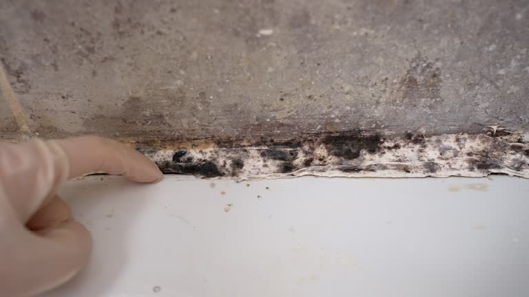 Best Mold Damage Restoration  in Flowing Wells, AZ